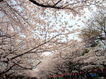 032301ueno.jpg