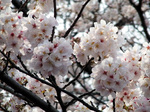 032302ueno.jpg