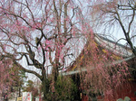 032303ueno.jpg