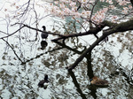 032304ueno.jpg