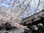 0406019c.jpg