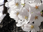 041001桜.jpg