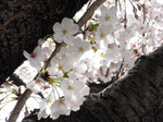 041002桜.jpg